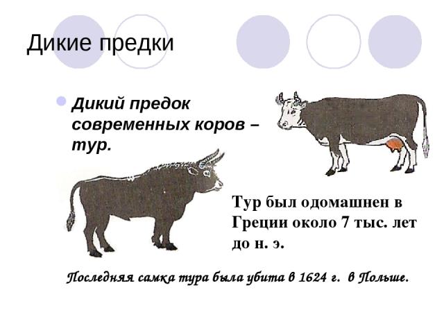 Дикие предки Дикий предок современных коров – тур. Тур был одомашнен в Греции около 7 тыс. лет до н. э. Последняя самка тура была убита в 1624 г. в Польше.