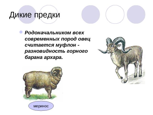 Дикие предки Родоначальником всех современных пород овец считается муфлон - разновидность горного барана архара. меринос
