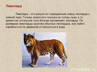 Левопард Левопард – это результат скрещивание самца леопарда с самкой льва. Голо