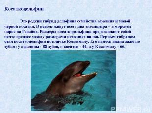Косаткодельфин Это редкий гибрид дельфина семейства афалина и малой черной косат