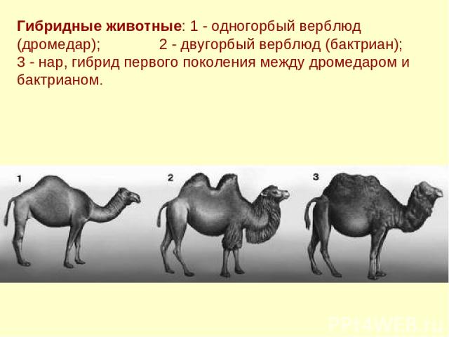 Гибридные животные: 1 - одногорбый верблюд (дромедар); 2 - двугорбый верблюд (бактриан); 3 - нар, гибрид первого поколения между дромедаром и бактрианом.