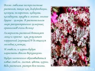 Всеми любимые пестролистные растения, такие как диффенбахии, колеусы, пеларгонии