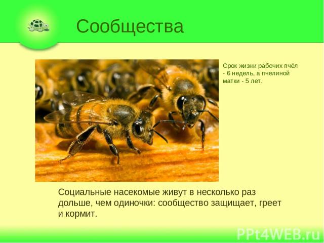 Сообщества Социальные насекомые живут в несколько раз дольше, чем одиночки: сообщество защищает, греет и кормит. Срок жизни рабочих пчёл - 6 недель, а пчелиной матки - 5 лет.
