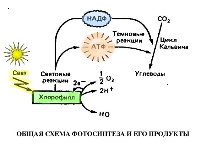 Световая фаза фотосинтеза картинка