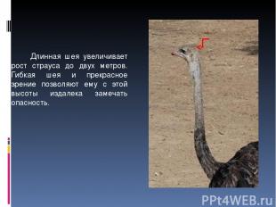 Длинная шея увеличивает рост страуса до двух метров. Гибкая шея и прекрасное зре