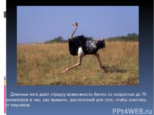 Длинные ноги дают страусу возможность бегать со скоростью до 70 километров в час