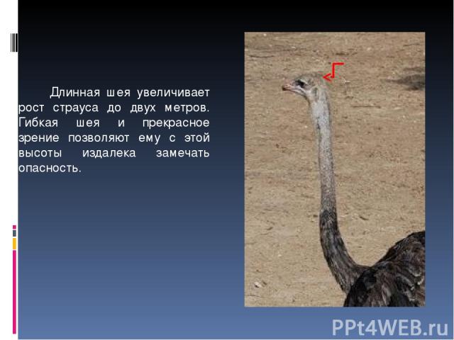 Длинная шея увеличивает рост страуса до двух метров. Гибкая шея и прекрасное зрение позволяют ему с этой высоты издалека замечать опасность.