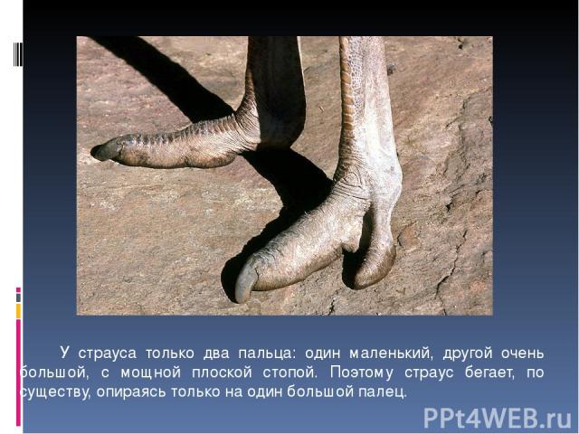 У страуса только два пальца: один маленький, другой очень большой, с мощной плоской стопой. Поэтому страус бегает, по существу, опираясь только на один большой палец.