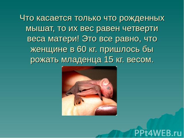 Что касается только что рожденных мышат, то их вес равен четверти веса матери! Это все равно, что женщине в 60 кг. пришлось бы рожать младенца 15 кг. весом.