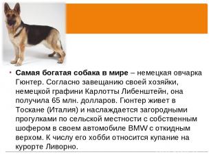 Самая богатая собака в мире – немецкая овчарка Гюнтер. Согласно завещанию своей