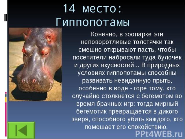 14 место: Гиппопотамы Конечно, в зоопарке эти неповоротливые толстячки так смешно открывают пасть, чтобы посетители набросали туда булочек и других вкусностей... В природных условиях гиппопотамы способны развивать невиданную прыть, особенно в воде -…