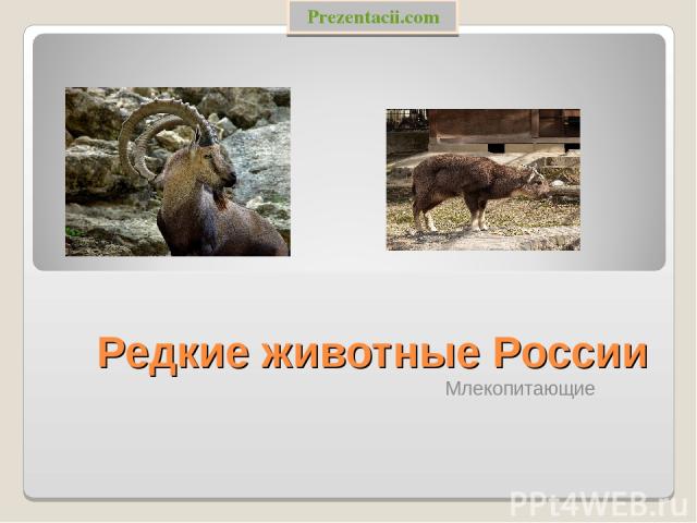 Редкие животные России Млекопитающие Prezentacii.com