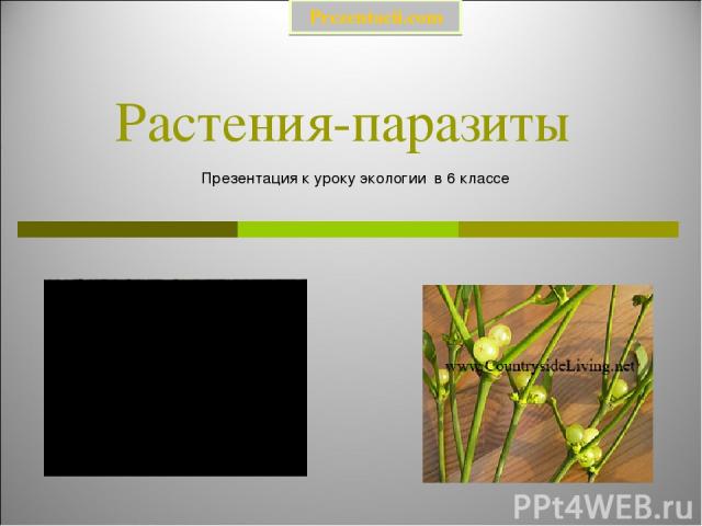 Растения-паразиты Презентация к уроку экологии в 6 классе Prezentacii.com