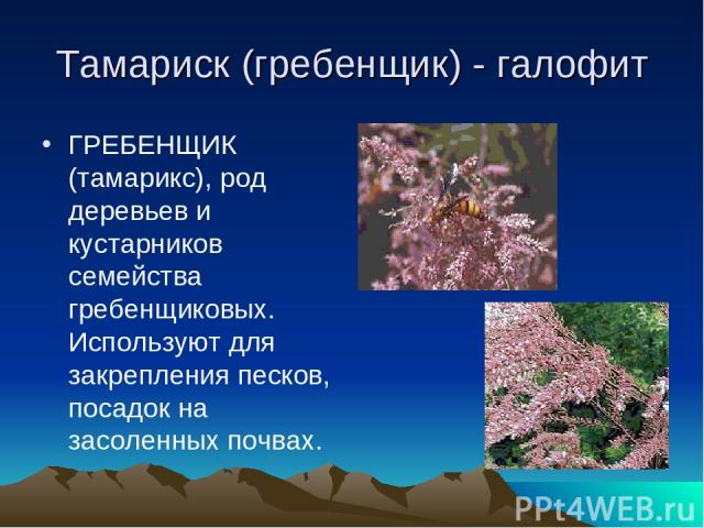 Тамариск (гребенщик) - галофит ГРЕБЕНЩИК (тамарикс), род деревьев и кустарников семейства гребенщиковых. Используют для закрепления песков, посадок на засоленных почвах.