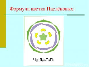Формула цветка Паслёновых: