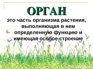 ОРГАН это часть организма растения, выполняющая в нем определенную функцию и име