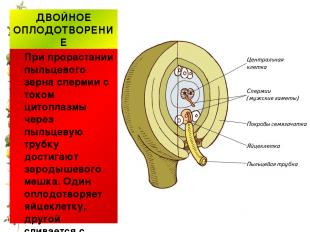 ДВОЙНОЕ ОПЛОДОТВОРЕНИЕ При прорастании пыльцевого зерна спермии с током цитоплаз