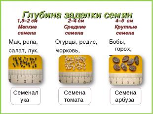 Глубина заделки семян 1,5–2 см Мелкие семена Мак, репа, салат, лук. 2–4 см Средн