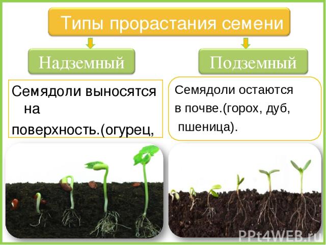 Семядоли выносятся на поверхность.(огурец, лук, капуста, фасоль). Семядоли остаются в почве.(горох, дуб, пшеница).