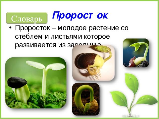 Проросток Проросток – молодое растение со стеблем и листьями которое развивается из зародыша.