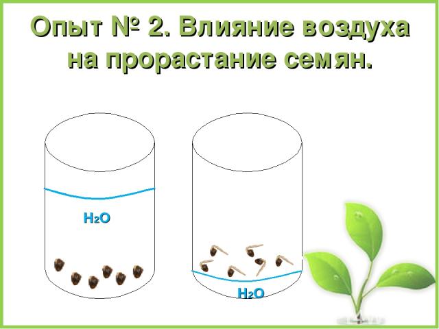 Опыт № 2. Влияние воздуха на прорастание семян. Н2О Н2О