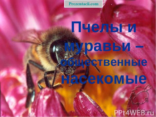 Пчелы и муравьи – общественные насекомые Prezentacii.com