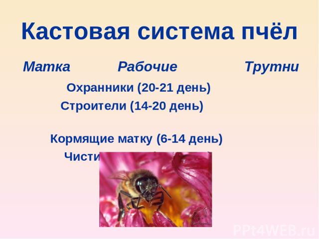 Кастовая система пчёл Матка Рабочие Трутни Охранники (20-21 день) Строители (14-20 день) Кормящие матку (6-14 день) Чистильщики (1-6 день)