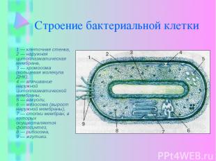 Строение бактериальной клетки 1 — клеточная стенка, 2 — наружная цитоплазматичес