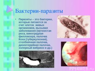 Бактерии-паразиты Паразиты – это бактерии, которые питаются за счет клеток живых