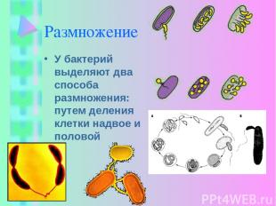 Размножение У бактерий выделяют два способа размножения: путем деления клетки на