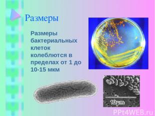 Размеры Размеры бактериальных клеток колеблются в пределах от 1 до 10-15 мкм