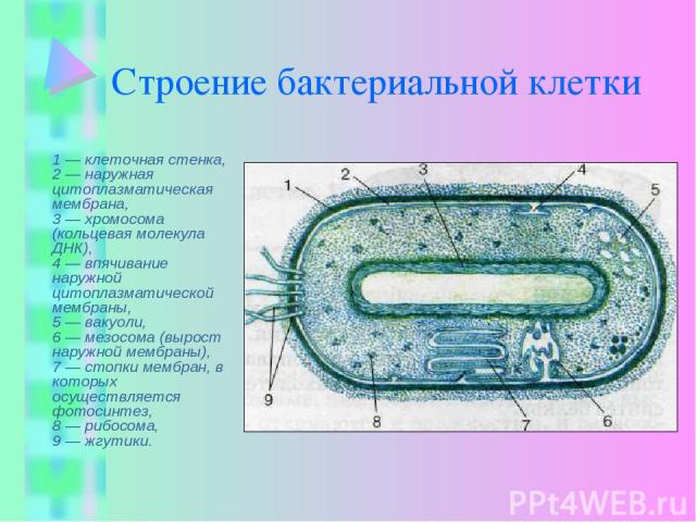 Строение бактериальной клетки 1 — клеточная стенка, 2 — наружная цитоплазматическая мембрана, 3 — хромосома (кольцевая молекула ДНК), 4 — впячивание наружной цитоплазматической мембраны, 5 — вакуоли, 6 — мезосома (вырост наружной мембраны), 7 — стоп…