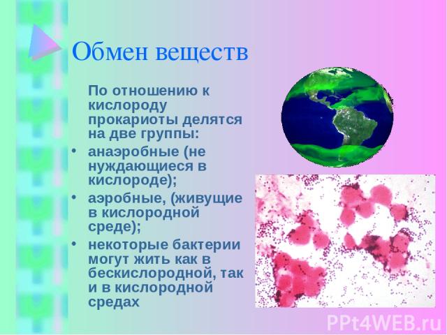 Обмен веществ По отношению к кислороду прокариоты делятся на две группы: анаэробные (не нуждающиеся в кислороде); аэробные, (живущие в кислородной среде); некоторые бактерии могут жить как в бескислородной, так и в кислородной средах