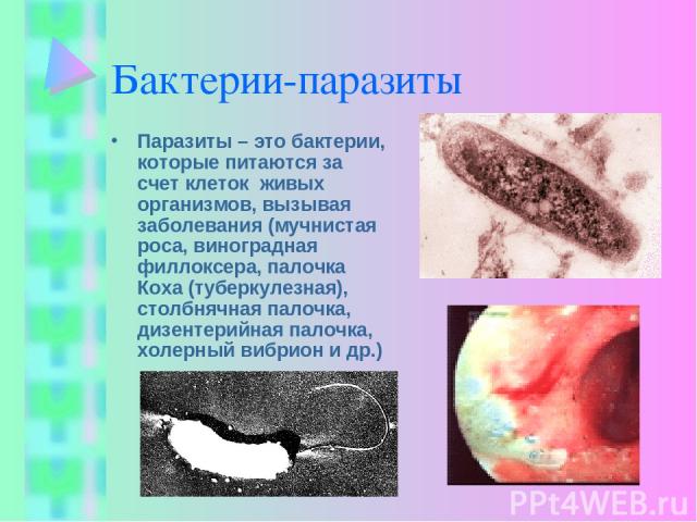 Бактерии-паразиты Паразиты – это бактерии, которые питаются за счет клеток живых организмов, вызывая заболевания (мучнистая роса, виноградная филлоксера, палочка Коха (туберкулезная), столбнячная палочка, дизентерийная палочка, холерный вибрион и др.)