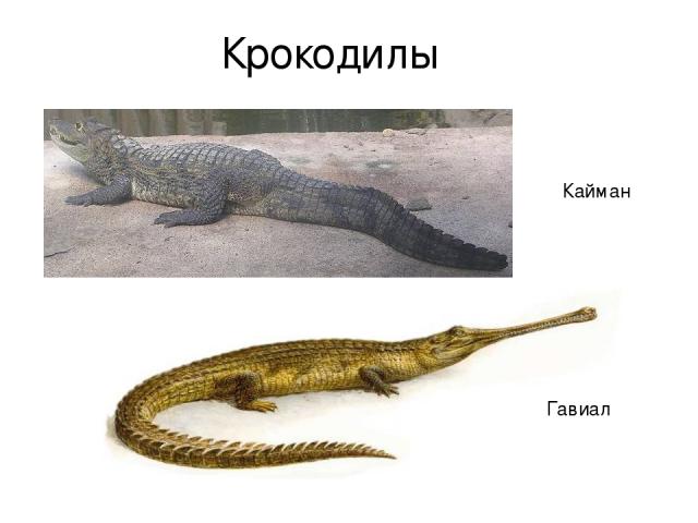 Крокодилы Кайман Гавиал