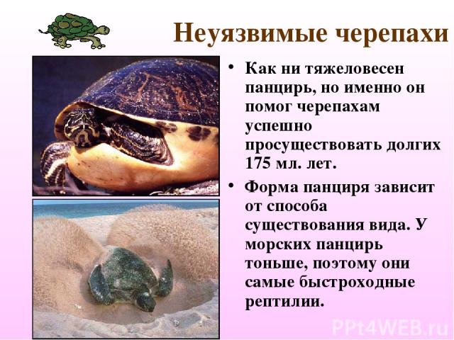 Неуязвимые черепахи Как ни тяжеловесен панцирь, но именно он помог черепахам успешно просуществовать долгих 175 мл. лет. Форма панциря зависит от способа существования вида. У морских панцирь тоньше, поэтому они самые быстроходные рептилии.