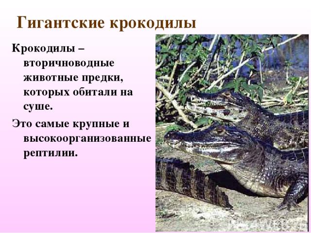 Гигантские крокодилы Крокодилы – вторичноводные животные предки, которых обитали на суше. Это самые крупные и высокоорганизованные рептилии.