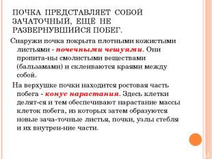 ПОЧКА ПРЕДСТАВЛЯЕТ СОБОЙ ЗАЧАТОЧНЫЙ, ЕЩЁ НЕ РАЗВЕРНУВШИЙСЯ ПОБЕГ. Снаружи почка