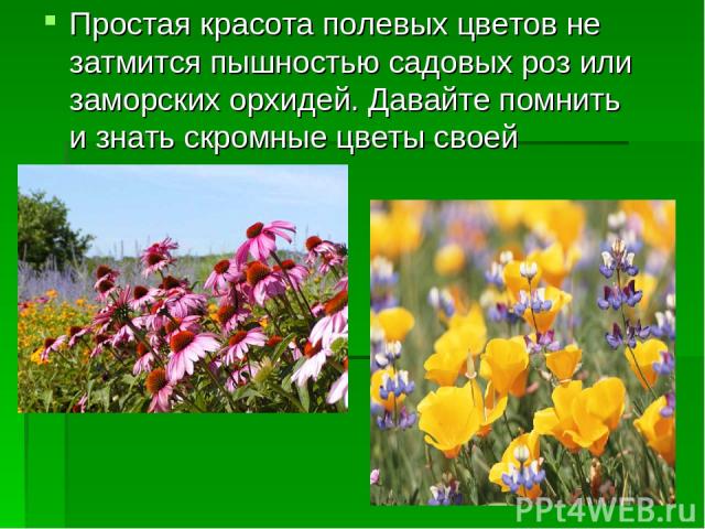 Простая красота полевых цветов не затмится пышностью садовых роз или заморских орхидей. Давайте помнить и знать скромные цветы своей родины.