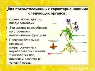 Для покрытосеменных характерно наличие следующих органов: корень, побег, цветок,