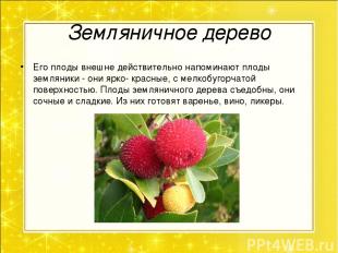 Земляничное дерево Его плоды внешне действительно напоминают плоды земляники - о