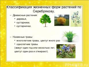 Классификация жизненных форм растений по Серебрякову. Древесные растения: деревь