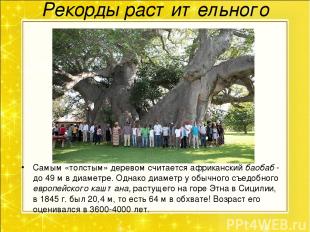 Рекорды растительного мира. Самым «толстым» деревом считается африканский баобаб