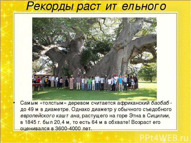 Рекорды растительного мира. Самым «толстым» деревом считается африканский баобаб - до 49 м в диаметре. Однако диаметр у обычного съедобного европейского каштана, растущего на горе Этна в Сицилии, в 1845 г. был 20,4 м, то есть 64 м в обхвате! Возраст…