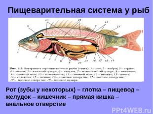 Пищеварительная система у рыб Рот (зубы у некоторых) – глотка – пищевод – желудо