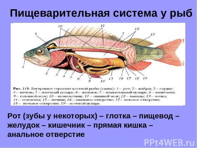 Пищеварительная система у рыб Рот (зубы у некоторых) – глотка – пищевод – желудок – кишечник – прямая кишка – анальное отверстие