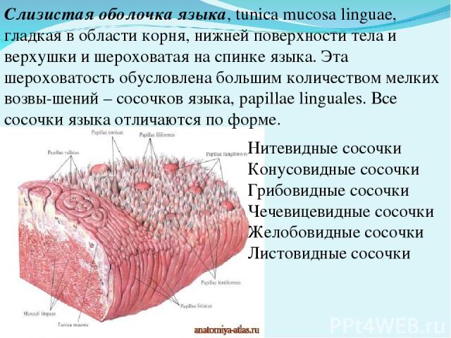 Слизистая оболочка языка, tunica mucosa linguae, гладкая в области корня, нижней поверхности тела и верхушки и шероховатая на спинке языка. Эта шероховатость обусловлена большим количеством мелких возвы шений – сосочков языка, papillae linguales. Вс…
