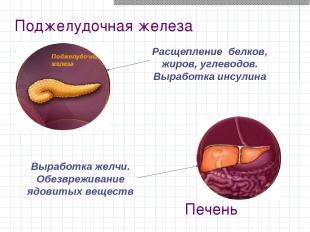 Поджелудочная железа Расщепление белков, жиров, углеводов. Выработка инсулина Вы