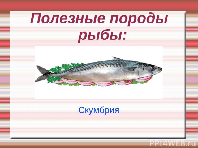 Полезные породы рыбы: Скумбрия