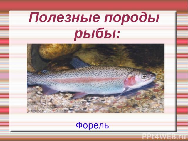 Полезные породы рыбы: Форель